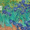 Bluebird Puzzle Vincent Van Gogh - Irissen - puzzel van 3000 stukjes