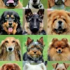 Educa Allemaal honden - legpuzzel van 500 stukjes