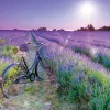 Educa Fiets in Lavendelveld - puzzel 1000 stukjes