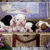 Educa Puppies - legpuzzel van 500 stukjes