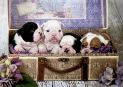 Educa Puppies - legpuzzel van 500 stukjes