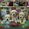 Educa Puppies in de koffer - legpuzzel van 500 stukjes