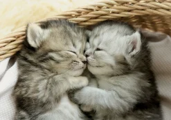 Educa Schattige kittens - legpuzzel van 500 stukjes