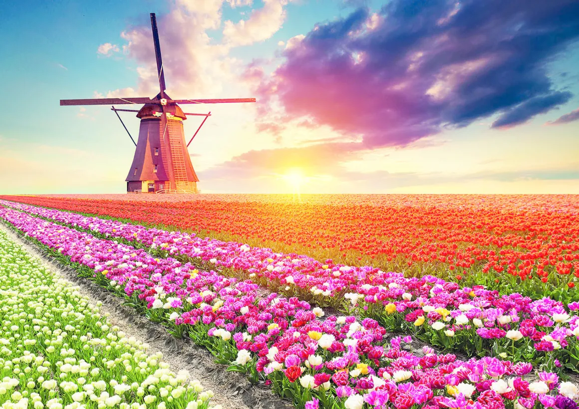 Educa Tulpenlandschap- legpuzzel van 1500 stukjes