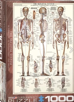 Eurographics Puzzles Het skeletsysteem - puzzel van 1000 stukjes