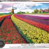 Eurographics Puzzles Veld vol tulpen - puzzel van 1000 stukjes