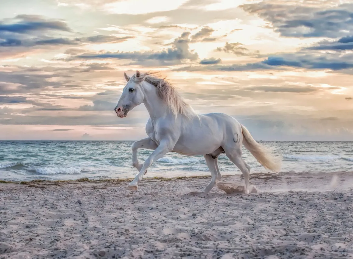 Ravensburger Paard op het strand - puzzel van 500 stukjes