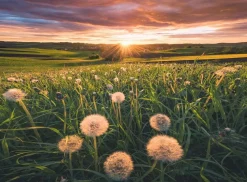 Ravensburger Paardenbloemen bij zonsondergang - puzzel van 500 stukjes