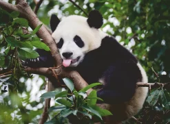 Ravensburger Panda in de boom - puzzel van 500 stukjes
